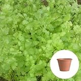 コリアンダー パクチー 栽培 セット/ハーブ / テラコッタ 鉢 プランター/鉢受皿 付