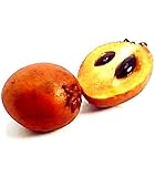 サポジラ Manilkara zapota Sapodilla 10 Seeds タイ庭園 Thai Garden