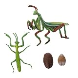 MUSISALY カマキリ成長サイクルモデル 幼児教育用生命認知フィギュア リアルな昆虫ライフサイクル図 幼児の観察学習インタラクティブ教育教材