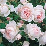 バラ苗 マダムフィガロ 国産大苗デルバールオリジナル角鉢6号 四季咲き大輪 ピンク系 フレンチローズ（デルバール）