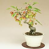 姫美好/ヒメビコウ 小品盆栽（いよじ園）