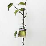 梨 苗木 ゴールド廿世紀 12cmポット苗 なし 苗 ナシ