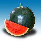 接ぎ木スイカ苗　一坪贅沢西瓜（ひとつぼぜいたくすいか）直径9cmポット苗３ポットセット