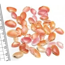 天然 桜貝 さくら貝 貝殻 中2 小1 計 約1kg+57インテリア パーツ さくら貝 20枚 / サクラガイ 桜貝 封入素材 - 美和田屋レジン