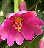 Passiflora mollisima - Banana Passion Fruit - 10 seeds
