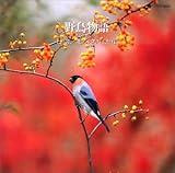 �쒹����`��������Ɖ��y�`4.�㍂�n/�k�A���v�X(����)��