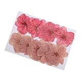 Homyl 5枚　造花　乾燥植物　リンデン葉　乾燥花　標本花　カード作り　ジュエリー素材　DIY　携帯ケース　手作り　2タイプ選べ - マルチ(10枚花), 4 - 8 cm