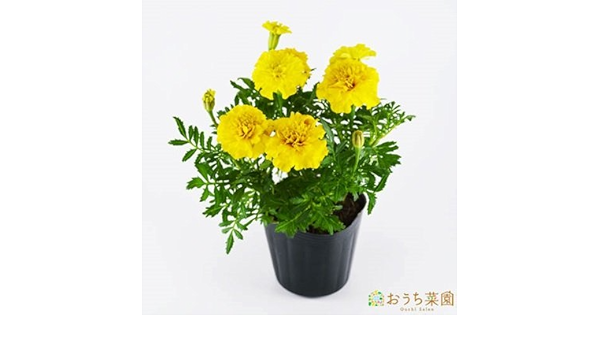 Amazon Co Jp フレンチ マリーゴールド 苗 ハーブ ９ｃｍ ポット Diy 工具 ガーデン