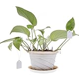 Demiawaking 園芸用タグ フラワーラベル ガーデニングラベル 植物ラベル 100枚入 (6*4CM)