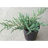 【ノーブランド品】 ブルーカーペット 長さ30cm前後 13.5～15cmポット 5本セット