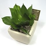 プリザーブドフラワーの観葉植物　[プリグリーン]【丸葉ルスカス】