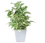 グリーンアート GREEN-s 造花の観葉植物 光触媒 ポット・グリーン ポトスポット