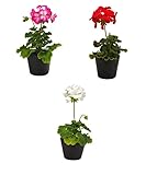 花市場直送便 花苗 ゼラニューム MIX 12入