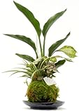 4寸苔玉ストレチア寄せ植え美濃焼皿付き