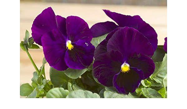 Amazon Co Jp 花の種 ウルティマバロン紫のパンジーの種年次 Diy 工具 ガーデン