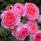 バラ苗 アマンディーンシャネル 国産大苗オリジナル角鉢7号 返り咲き ピンク系 ギヨーローズ（フレンチローズ）