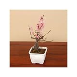 苗：梅（小）内裏