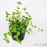 ペニー ロイヤル ミント 【苗】 ９ ｃｍ ポット ＜当店は 苗 種 鉢 培養土 ニーム の専門店＞