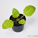 クラリ セージ 【苗】 ９ ｃｍ ポット ＜当店は 苗 種 鉢 培養土 ニーム の専門店＞