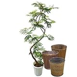 エバーフレッシュ 曲がり -Type2 【バスケット(鉢カバー) 付き】 バスケット01