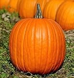 Pumpkin Seeds, Jack O Lantern, Heirloom Pumpkin Seeds, Non-Gmo Seeds, 30ct