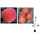 リンゴ2種セット：津軽（つがる）とアルプス乙女[受粉セット][苗木]