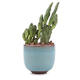 T4U 6.5CM 陶器ミ二植木鉢 高さ増加！ 氷裂紫砂シリーズ 多肉植物 サボテン鉢 フラワーポット プランター容器 ライトブルー