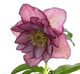 【クリスマスローズ フローレンスローズリップル】 ポット苗