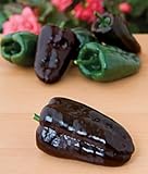 チリ、コショウ、ホット、ポブラノ（Ancho）、濃い緑から深い赤色に、穏やかにpungent.FruitとVegatable seeds.Forホームガーデン100seeds