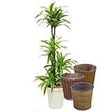 ドラセナ・ワーネッキー レモンライム 10号サイズ【バスケット(鉢カバー) 付き】 バスケット01