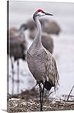 Chuck Haneyプレミアムシックラップキャンバス壁アート印刷題名Sandhill Crane on theプラット川中春移行、ネブラスカ州 24" x 36" 2365933_24_24x36_