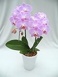 MOTHER'S DAY FRESH FLOWER GIFT! ORCHID PHALAENOPSIS (PINK) DOUBLE STEMS, ANNIVERSARY, BIRTHDAY, WEDD