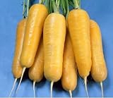 Carrot Seed handsome red organic vegetable seeds 100 seeds 3