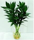 100% Genuine Rare 50pcs Lucky Bamboo seeds Anti Radiation Absorb dust tree seeds 49% Red