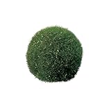 asca 造花 こけ玉 ウィンドウボックス入 A-41304-051A