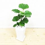フィカス ウンベラータ ゴムの木 スクエア陶器鉢植え 観葉植物 インテリア 中型 ウランベータ