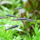 (熱帯魚)アカヒレ Sサイズ(100匹) 活餌 北海道航空便要保温