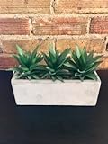 9.5 " Aloe Vera Succulent Ledge