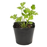 花市場直送便 ハーブ苗 イタリアンパセリ 28入