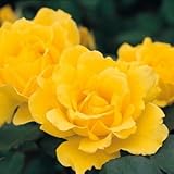 バラ苗 ヘンリーフォンダ 国産大苗6号スリット鉢 ハイブリッドティー（ＨＴ） 四季咲き大輪 黄色系