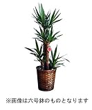 ユッカ 6号 バスケット仕様
