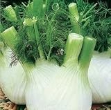 Europe fragrant bulb fennel seeds organic vegetable seeds 100seed
