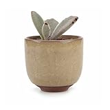 T4U 6.5CM 陶器ミ二植木鉢 高さ増加！ 氷裂紫砂シリーズ 多肉植物 サボテン鉢 フラワーポット プランター容器 黄