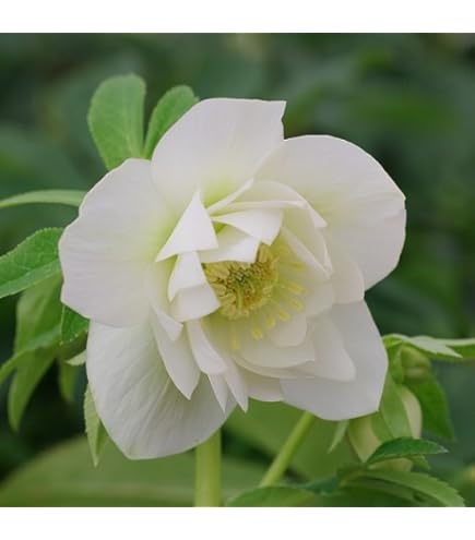 【花苗】クリスマスローズ　ホワイトオーケストラ　アネモネ咲き 中輪 タグ付き正規 楽天市場】【ホワイトオーケストラ】 アネモネ咲きクリスマスローズ 3