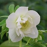 八重咲き・中輪 クリスマスローズ　 プレミアムコレクション　 エレガンスアイス 9cmポット2017年秋の新苗 花苗 ガーデニング 寄せ植え