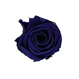 KIARA プリザーブドフラワー ローズ Ｍサイズ/3-4cm (9輪入り)　オーシャンブルー