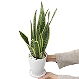 【ブルーミングスケープ】空気を浄化するといわれているサンスベリア・ホワイト陶器鉢 丸ロング
