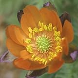 [ 福寿草 ] 秩父真紅