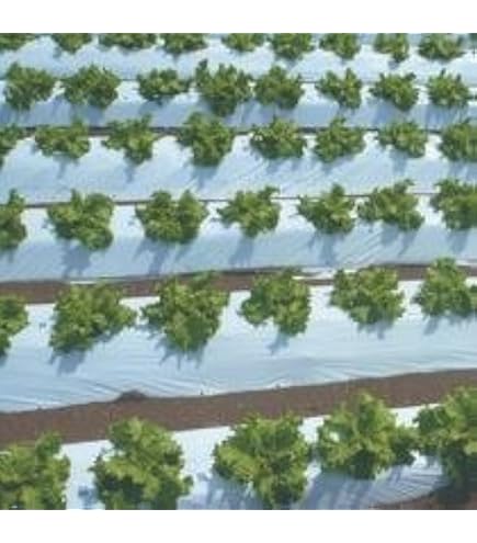 Amazon.co.jp: オリジナル白黒穴あきマルチ 厚さ0.021mm×幅135cm×長さ