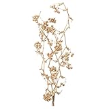 大地農園 ドライフラワー サンキライのツル(実付き)約40cm(6本入り) ゴールド DO22214-902